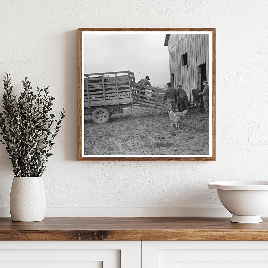 Everett Shoemaker Loading Calf Truck February 1937 - Available at KNOWOL