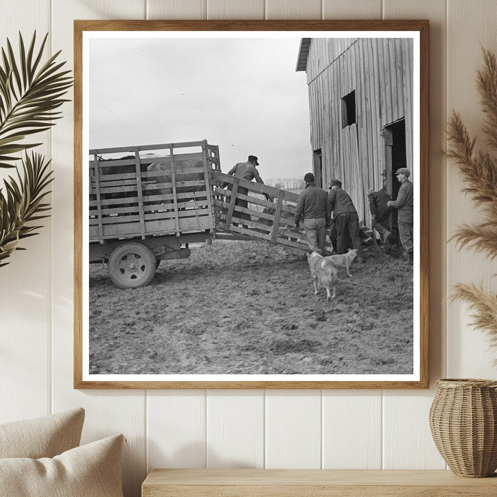 Everett Shoemaker Loading Calf Truck February 1937 - Available at KNOWOL