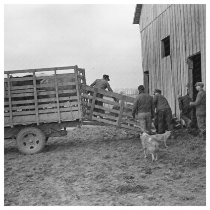 Everett Shoemaker Loading Calf Truck February 1937 - Available at KNOWOL