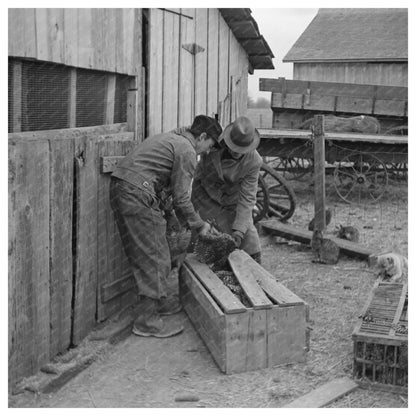 Everett Shoemaker Packing Chickens Shadeland Indiana 1937 - Available at KNOWOL