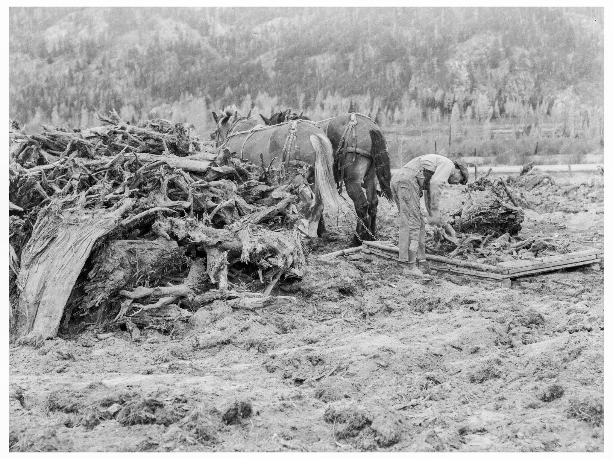 Ex - Lumber Mill Worker Clearing Field Boundary County Idaho 1939 - Available at KNOWOL