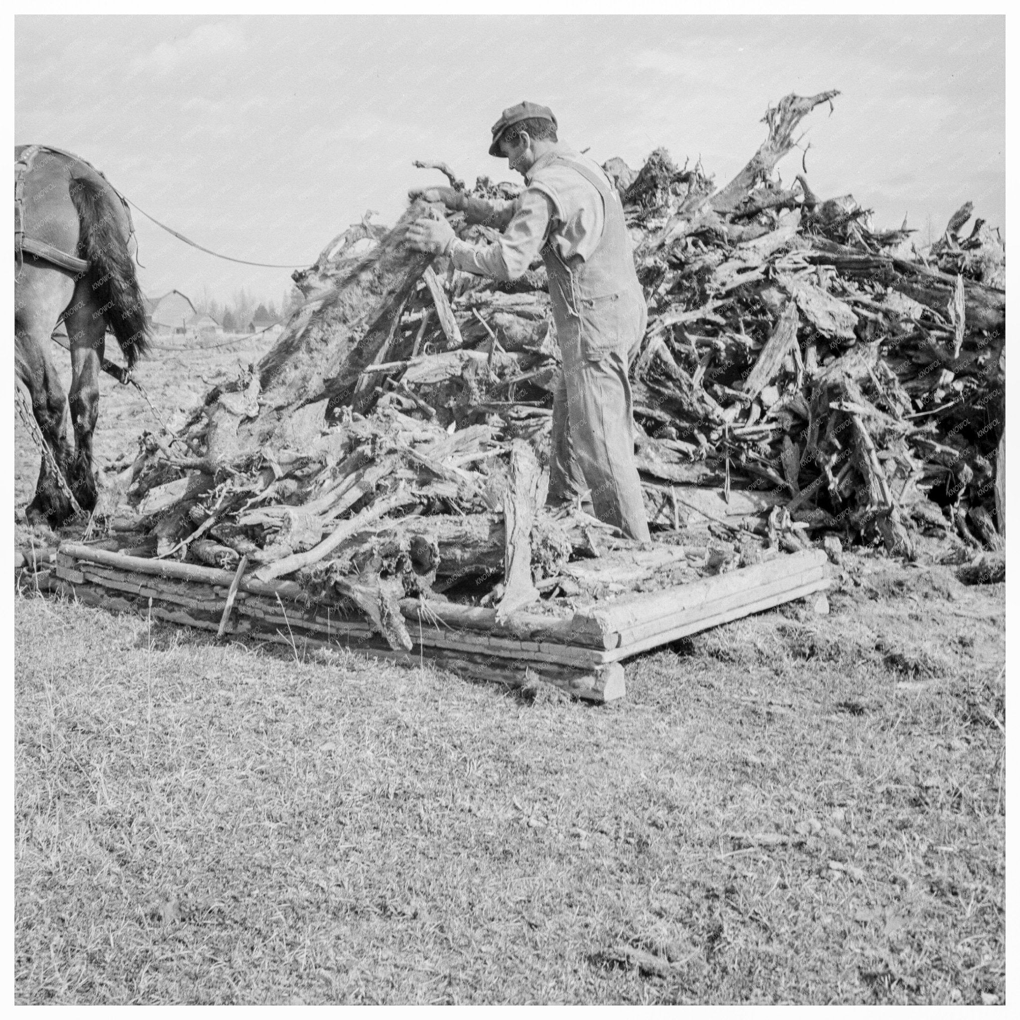 Ex - Mill Worker Clearing Field in Idaho October 1939 - Available at KNOWOL