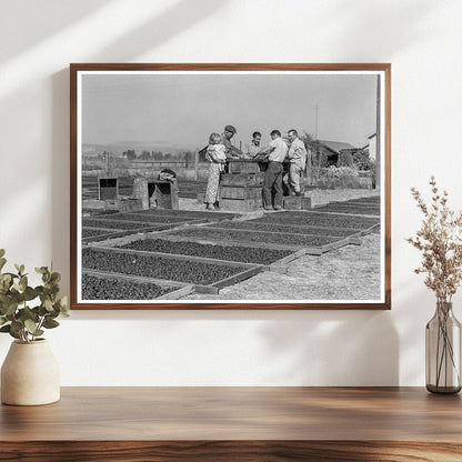 Family Farm Drying Prunes Sonoma County 1938 - Available at KNOWOL