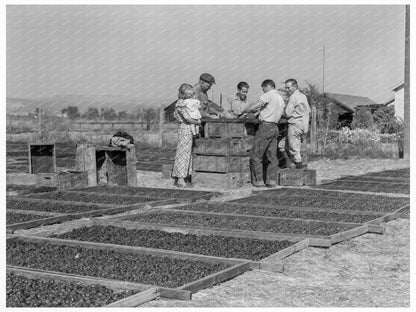 Family Farm Drying Prunes Sonoma County 1938 - Available at KNOWOL