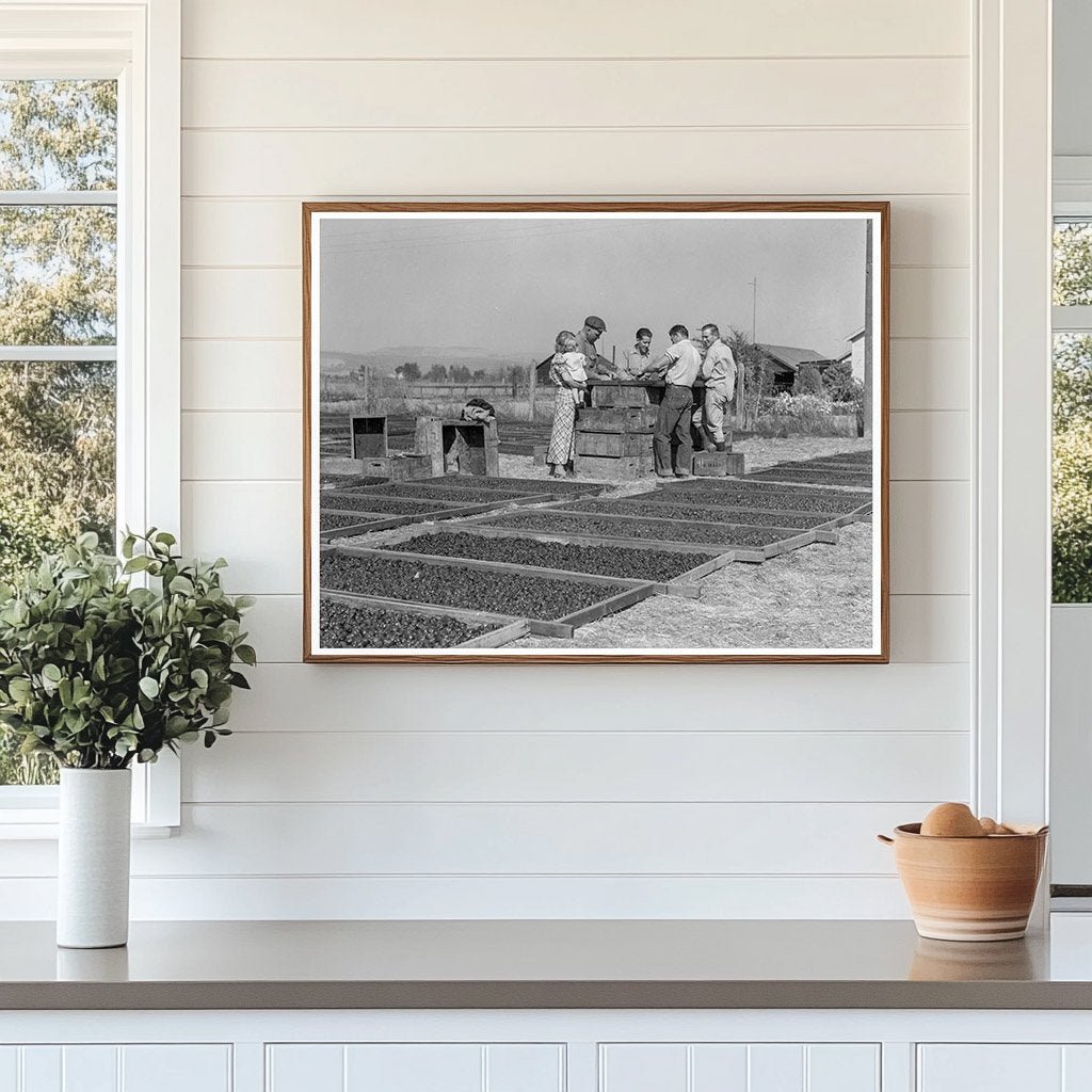 Family Farm Drying Prunes Sonoma County 1938 - Available at KNOWOL