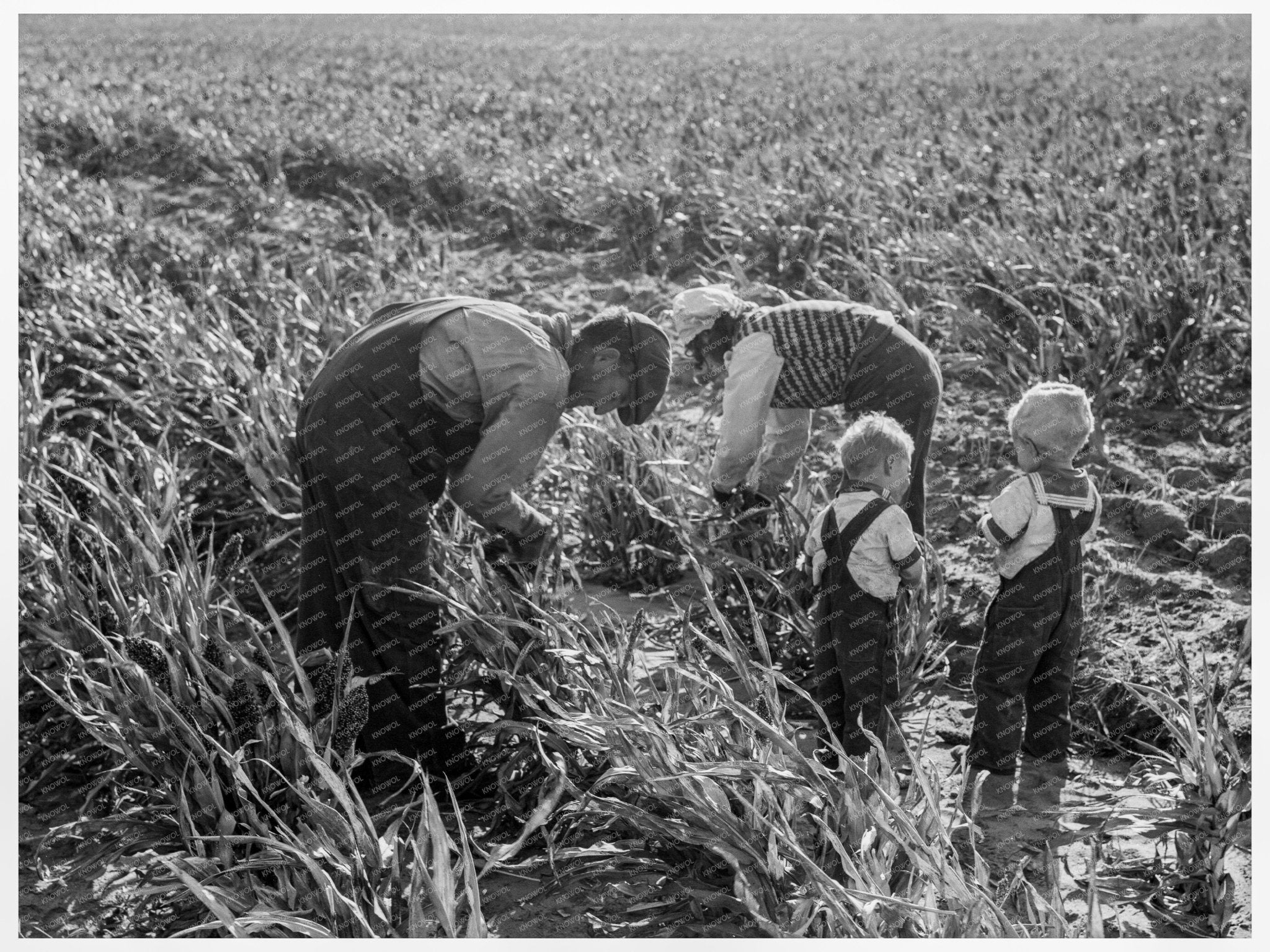 Family Farming in Manteca California 1938 - Available at KNOWOL