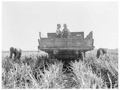 Family Harvesting Milo Maize California 1938 - Available at KNOWOL