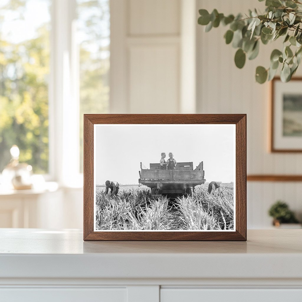 Family Harvesting Milo Maize California 1938 - Available at KNOWOL