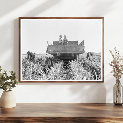 Family Harvesting Milo Maize California 1938 - Available at KNOWOL