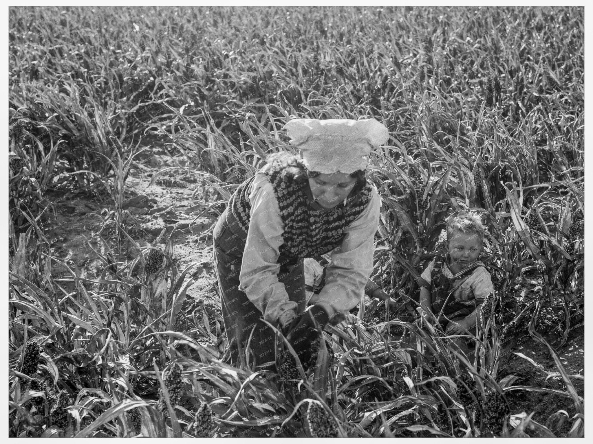 Family Harvesting Milo Maize California Farm 1938 - Available at KNOWOL