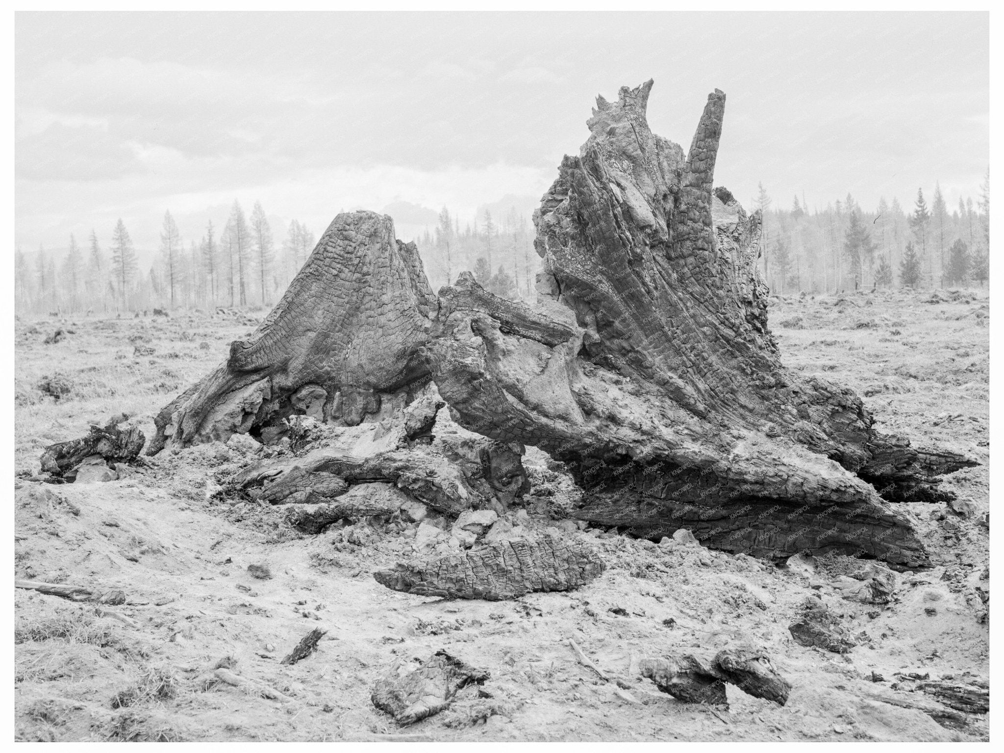 Family Land Clearing in Boundary County Idaho 1939 - Available at KNOWOL