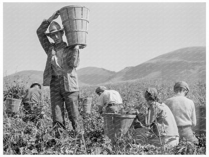 Family Pea Harvesting in Nipomo California 1937 - Available at KNOWOL