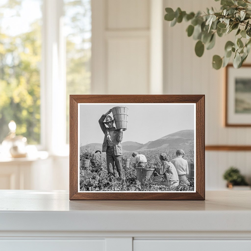 Family Pea Harvesting in Nipomo California 1937 - Available at KNOWOL