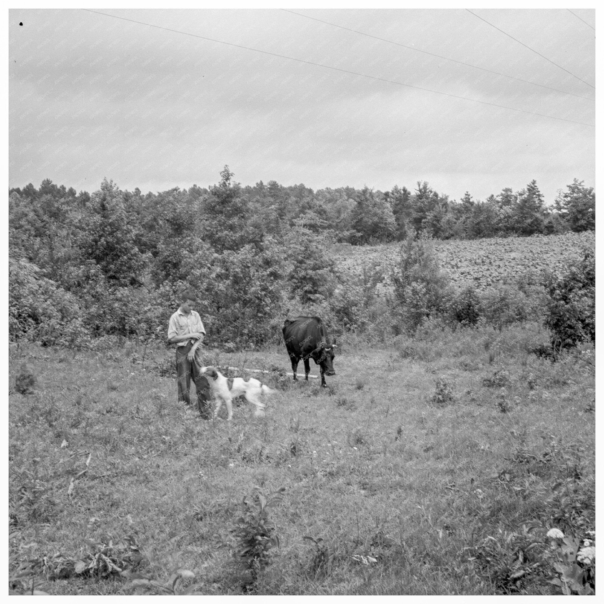 Farm Boy Tying Cow in Person County North Carolina 1939 - Available at KNOWOL