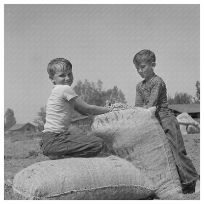 Farm Boys with Seed Peanuts Merced County 1942 - Available at KNOWOL