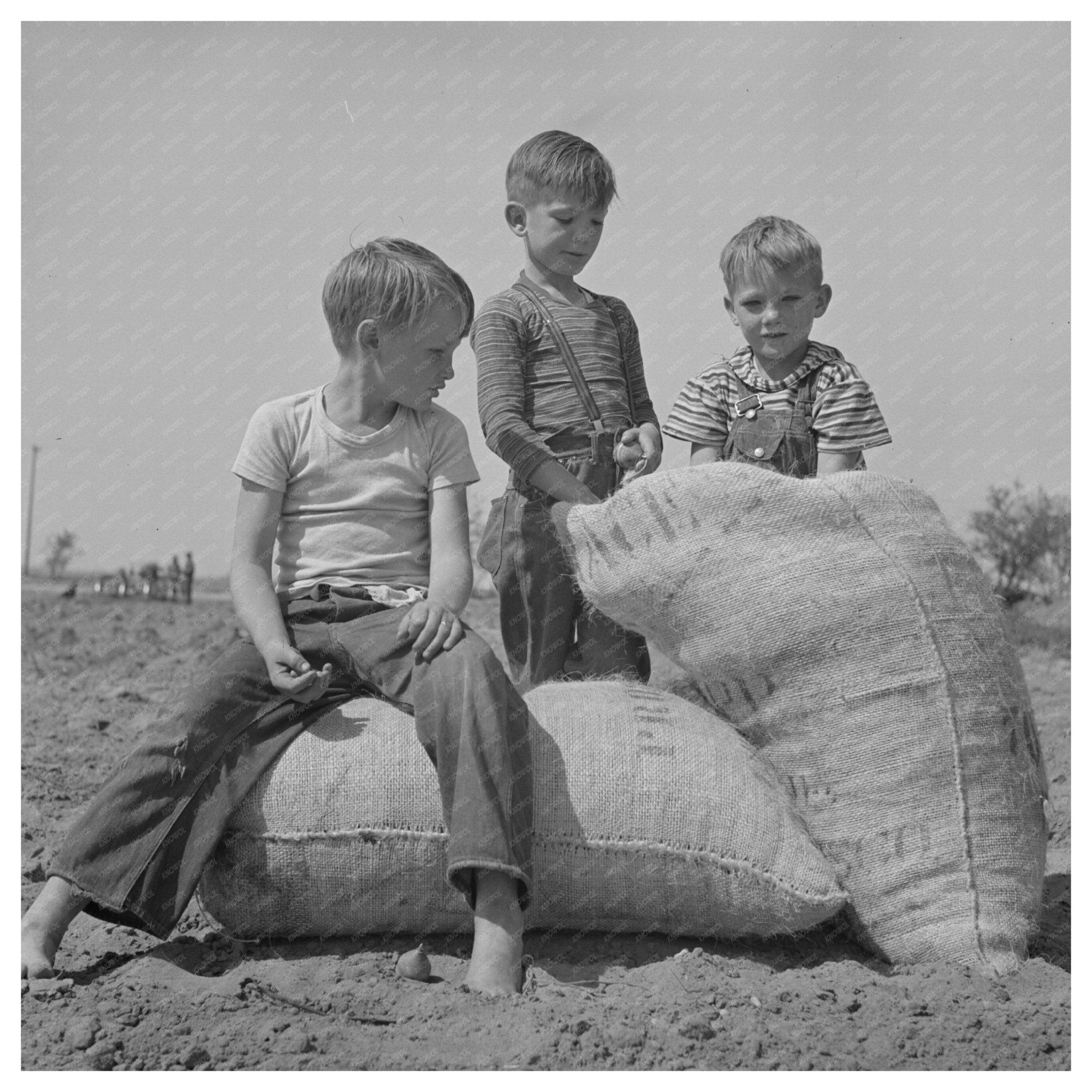 Farm Boys with Seed Peanuts Merced County California 1942 - Available at KNOWOL