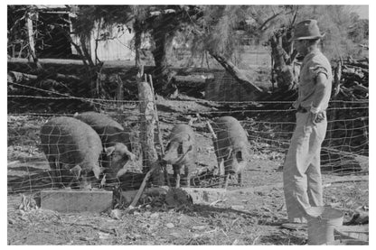 Farm Security Administration Client with Hogs Weslaco 1939 - Available at KNOWOL