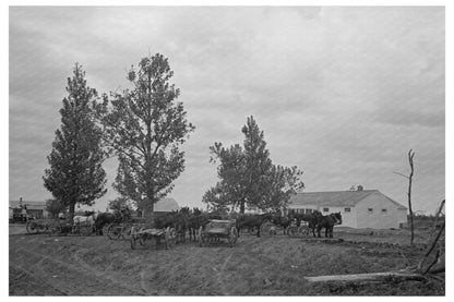 Farm Security Administration Client with Mules May 1938 - Available at KNOWOL