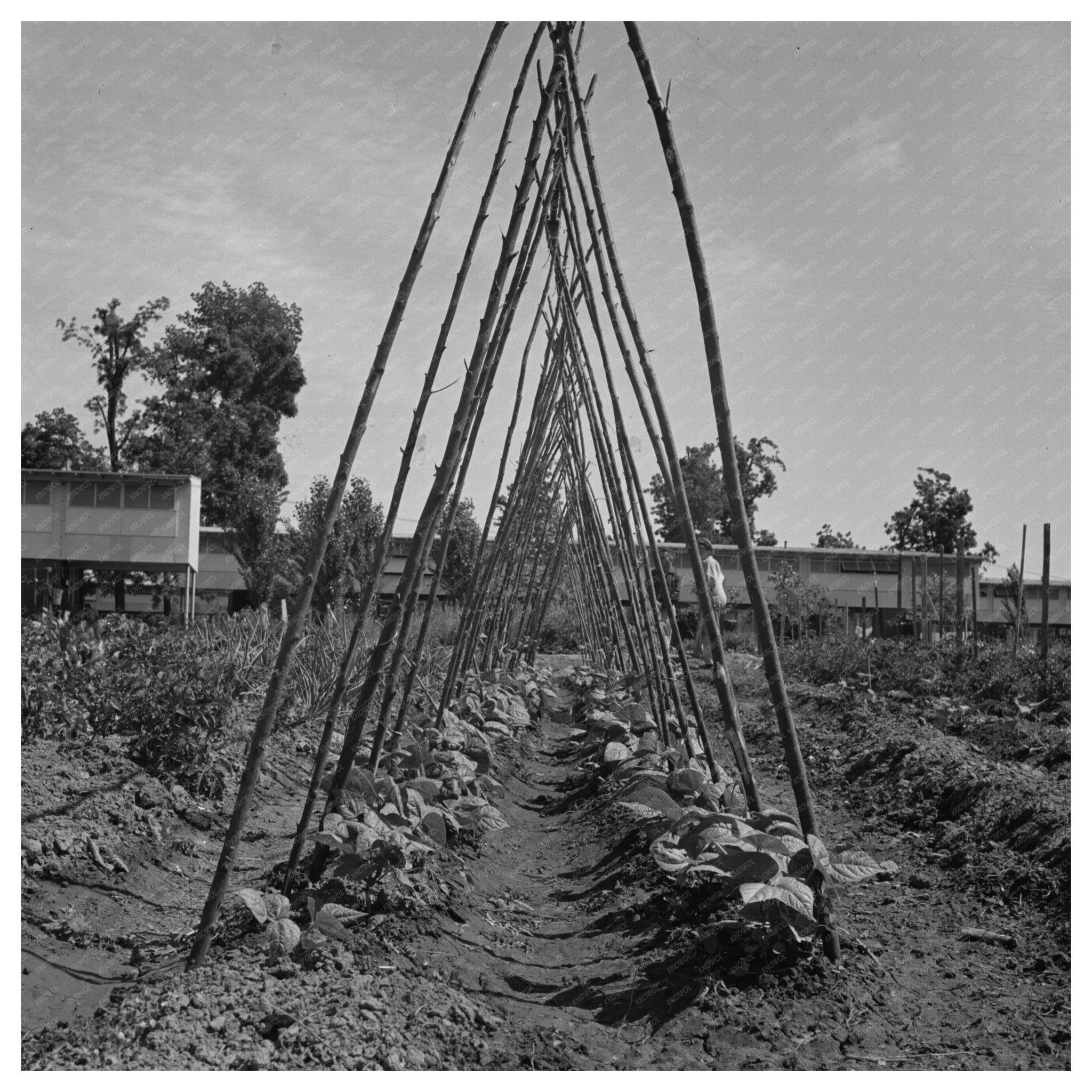 Farm Workers in Yuba City California 1942 - Available at KNOWOL