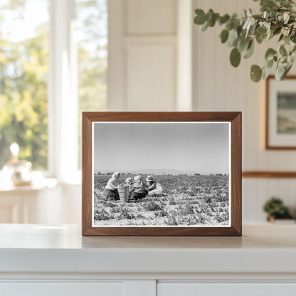 Farm Workers Lunching in Pea Field California 1939 - Available at KNOWOL