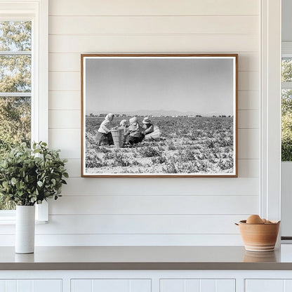 Farm Workers Lunching in Pea Field California 1939 - Available at KNOWOL