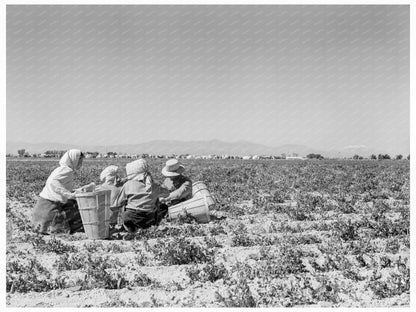 Farm Workers Lunching in Pea Field California 1939 - Available at KNOWOL