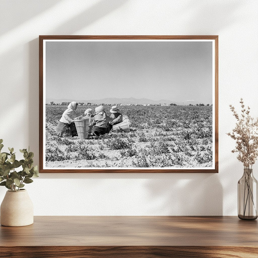 Farm Workers Lunching in Pea Field California 1939 - Available at KNOWOL