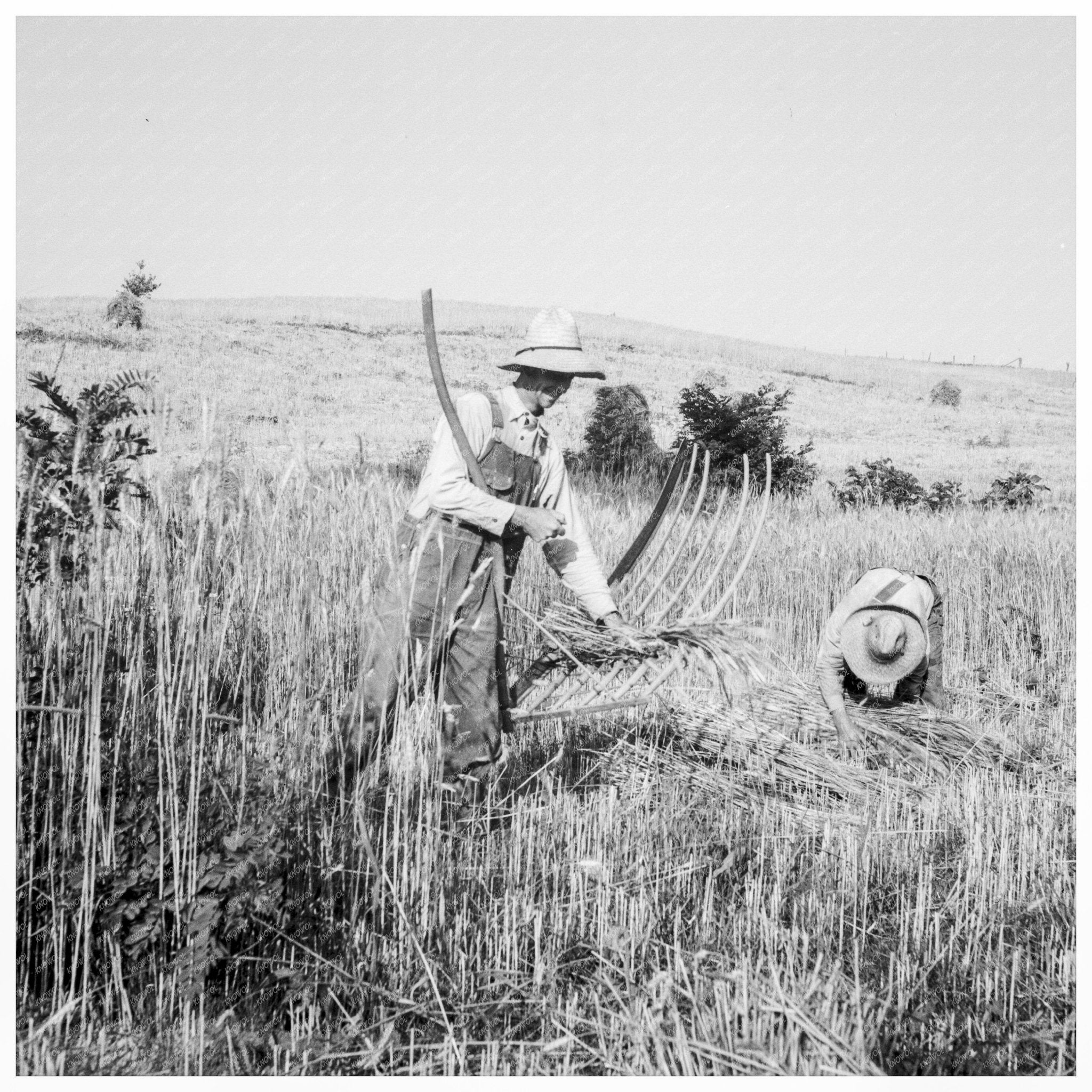 Farmer Cradling Wheat in Virginia June 1936 - Available at KNOWOL