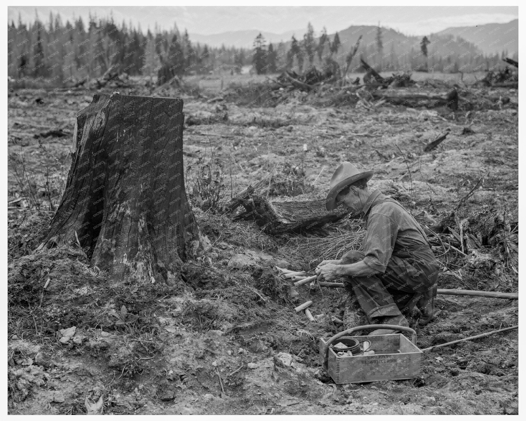 Farmer Detonating Tamarack Stump Bonner County Idaho 1939 - Available at KNOWOL