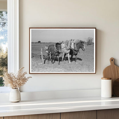 Farmer Discing Land in Weslaco Texas February 1939 - Available at KNOWOL