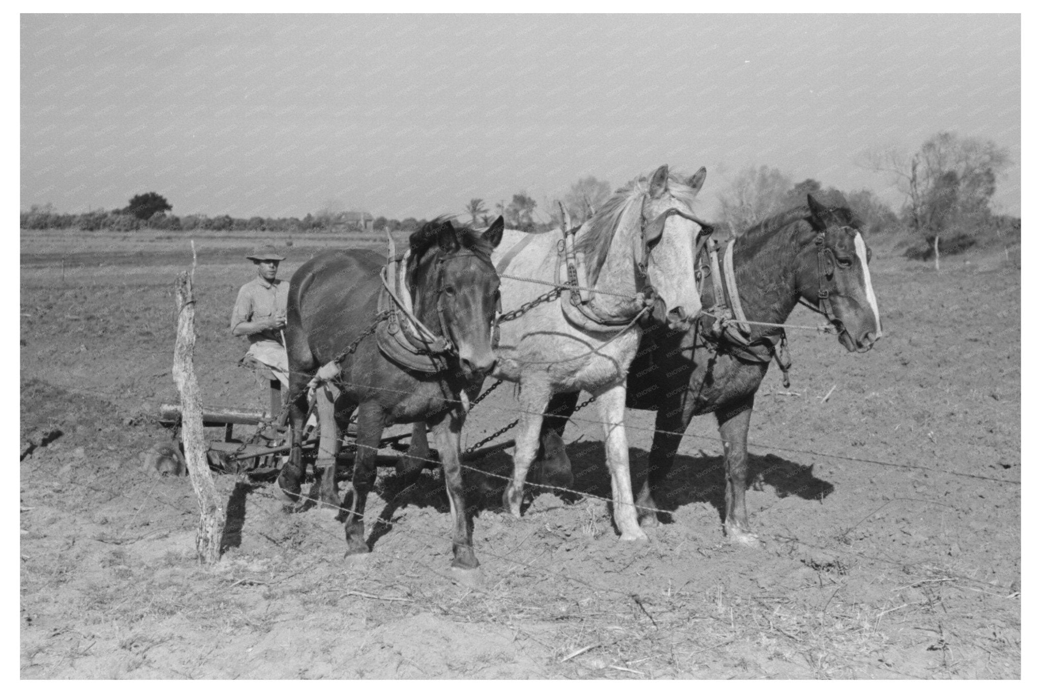 Farmer Discing Land in Weslaco Texas February 1939 - Available at KNOWOL