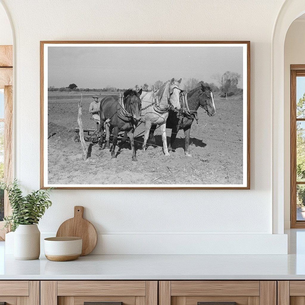 Farmer Discing Land in Weslaco Texas February 1939 - Available at KNOWOL