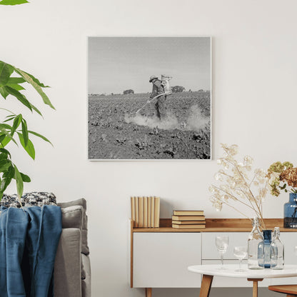 Farmer Dusting Cauliflower March 1937 Santa Maria California - Available at KNOWOL