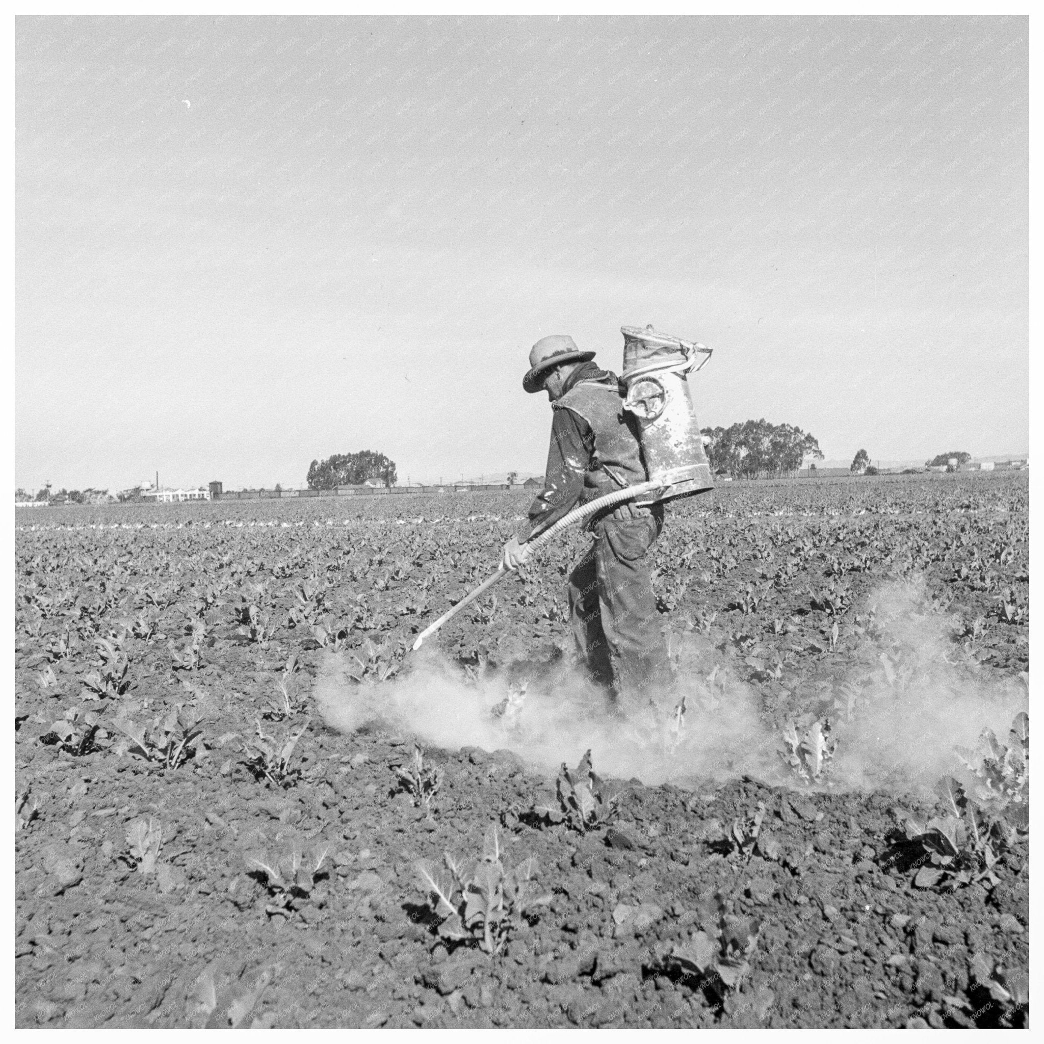 Farmer Dusting Cauliflower March 1937 Santa Maria California - Available at KNOWOL