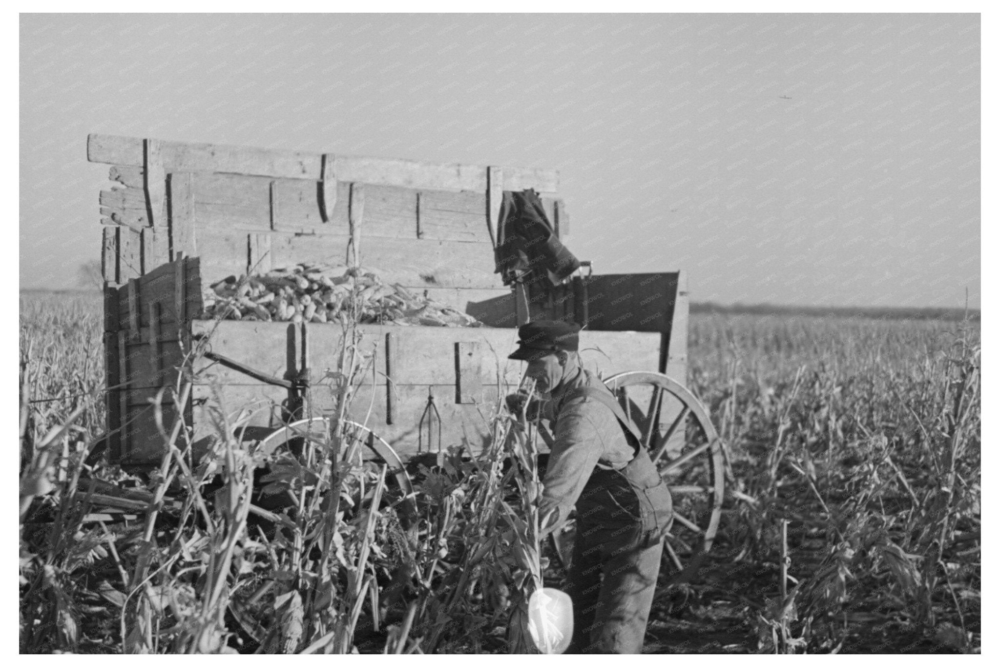 Farmer Handpicking Corn Aledo Illinois November 1936 - Available at KNOWOL