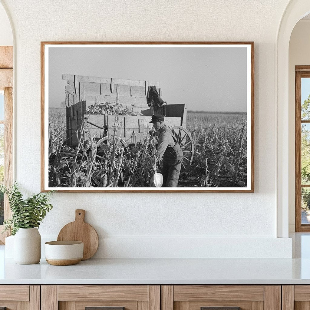 Farmer Handpicking Corn Aledo Illinois November 1936 - Available at KNOWOL