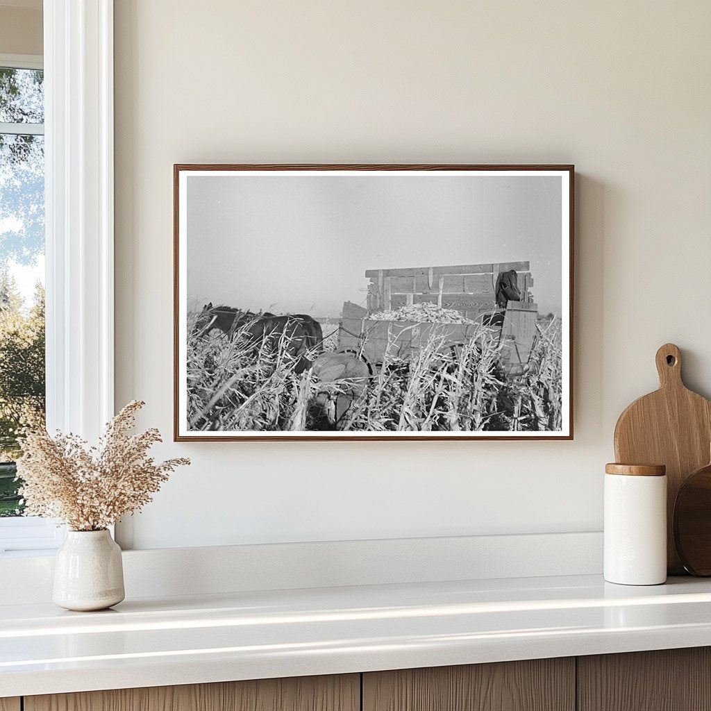 Farmer Handpicking Corn in Aledo Illinois 1936 - Available at KNOWOL