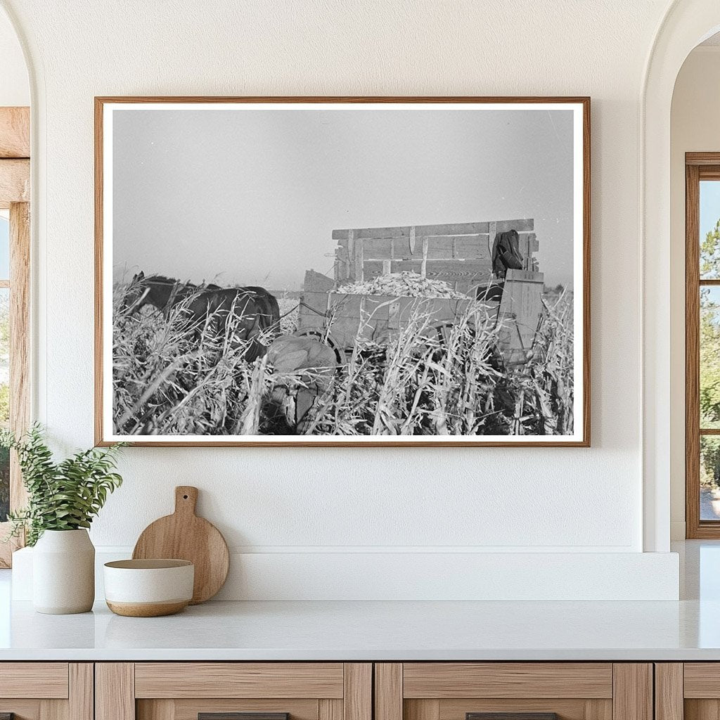 Farmer Handpicking Corn in Aledo Illinois 1936 - Available at KNOWOL