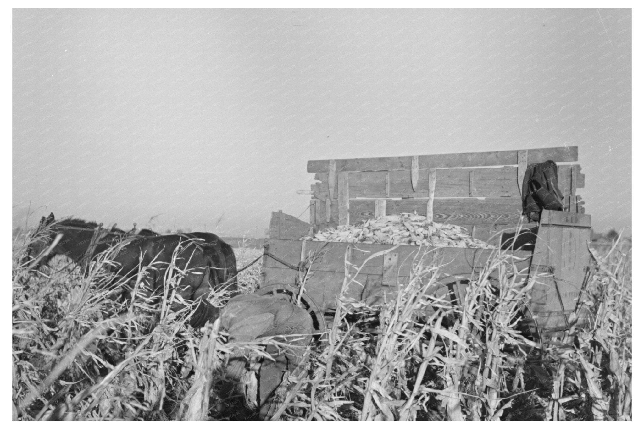 Farmer Handpicking Corn in Aledo Illinois 1936 - Available at KNOWOL