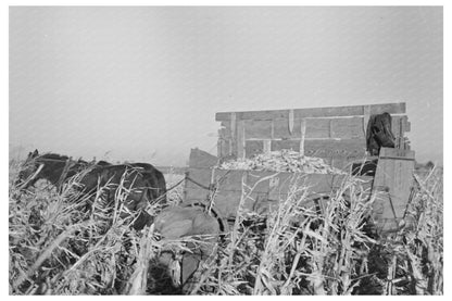 Farmer Handpicking Corn in Aledo Illinois 1936 - Available at KNOWOL