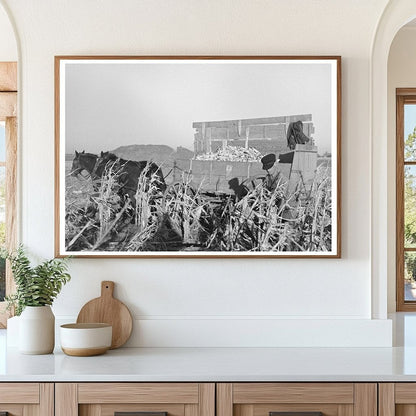 Farmer Handpicking Corn in Aledo Illinois November 1936 - Available at KNOWOL