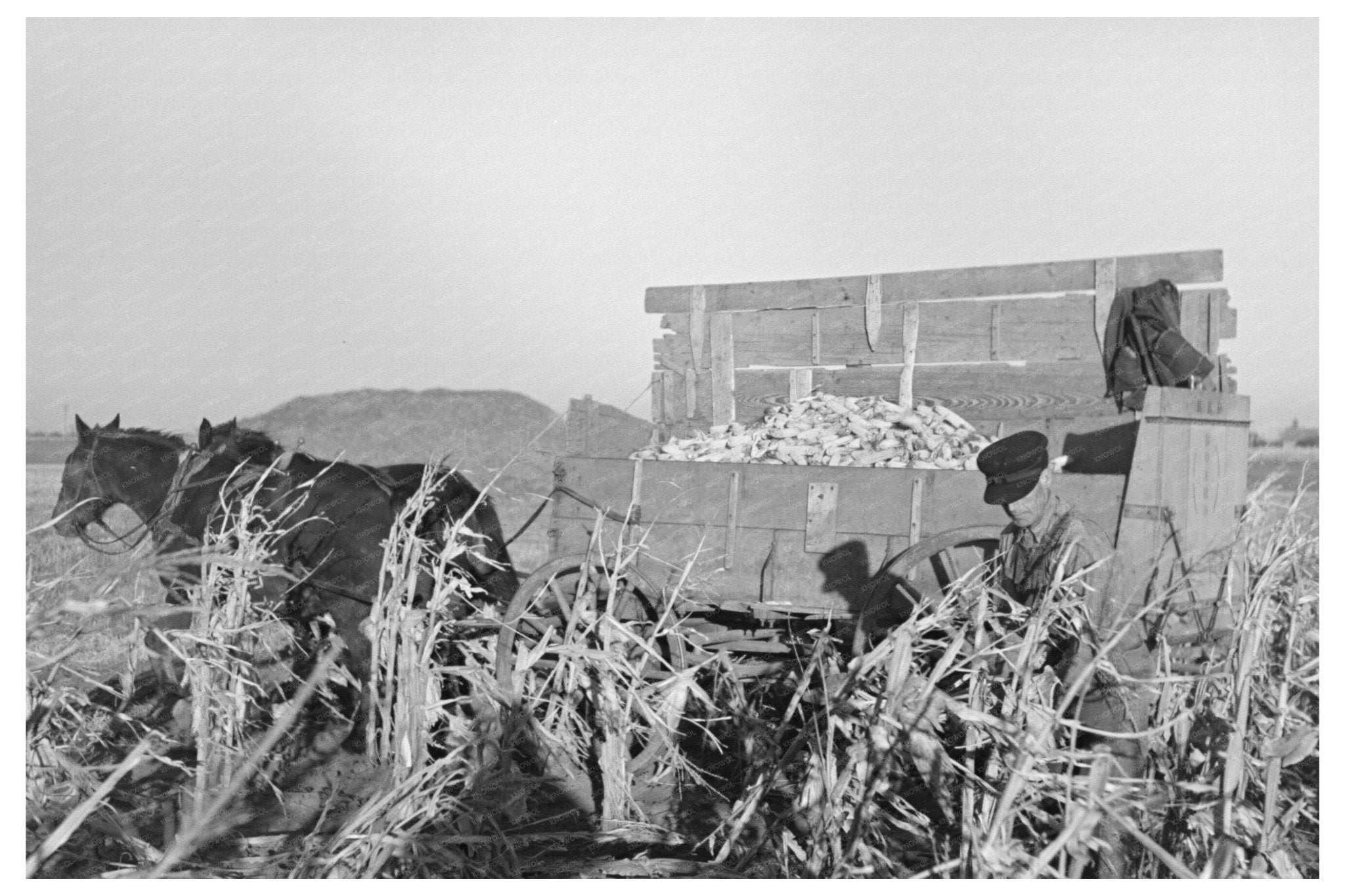 Farmer Handpicking Corn in Aledo Illinois November 1936 - Available at KNOWOL