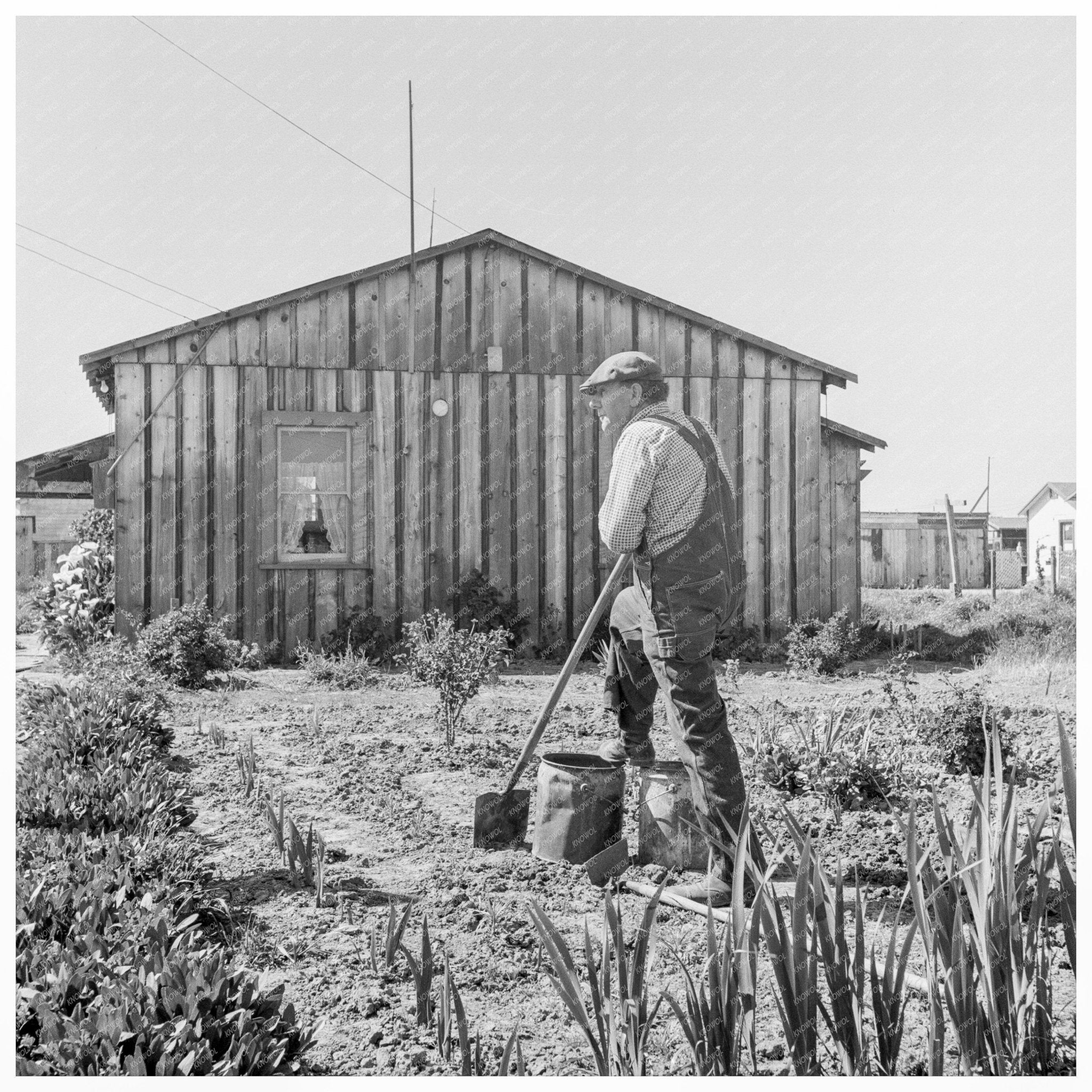 Farmer in Lettuce Field Salinas California 1939 - Available at KNOWOL