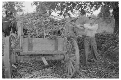 Farmer Loading Sorghum in Arkansas September 1938 - Available at KNOWOL