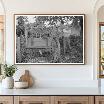 Farmer Loading Sorghum in Arkansas September 1938 - Available at KNOWOL