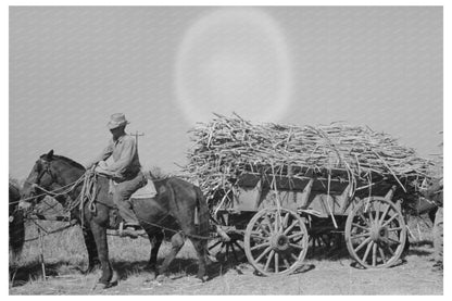 Farmer on Horse Cart with Sugarcane Delcambre 1938 - Available at KNOWOL