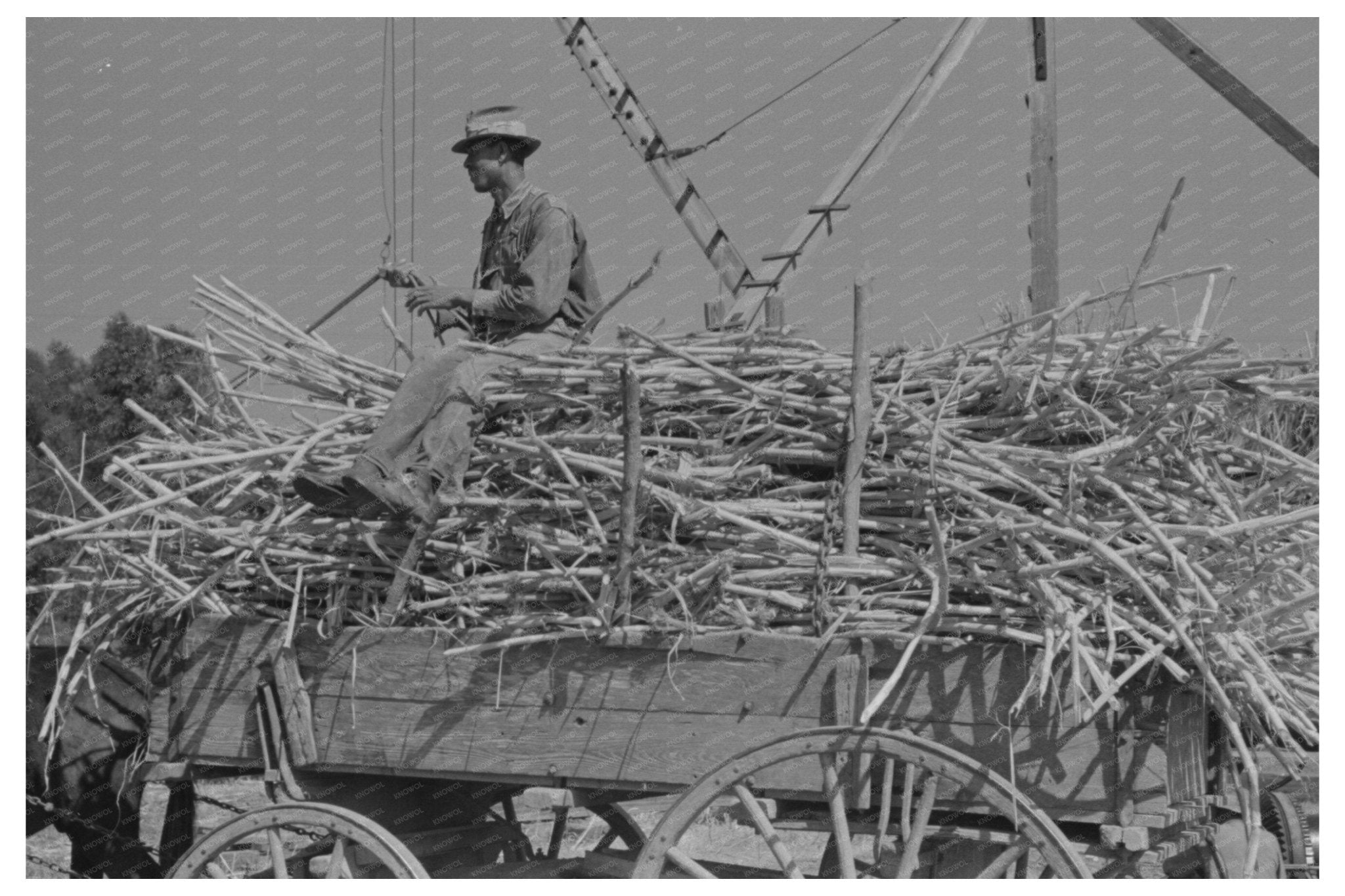 Farmer on Sugarcane Load New Roads Louisiana 1938 - Available at KNOWOL