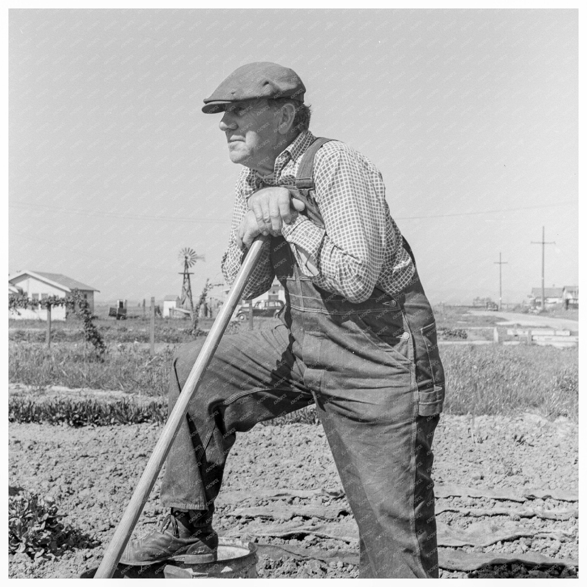 Farmer Tending Lettuce Plot Salinas California 1939 - Available at KNOWOL