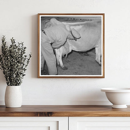 Farmer Washing Cow Udder at Texas Dairy Farm 1939 - Available at KNOWOL