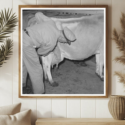 Farmer Washing Cow Udder at Texas Dairy Farm 1939 - Available at KNOWOL